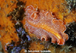 Platyhelminthes by Salvatore Ianniello 